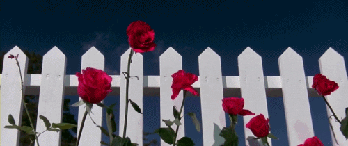 flores de bluevelvet